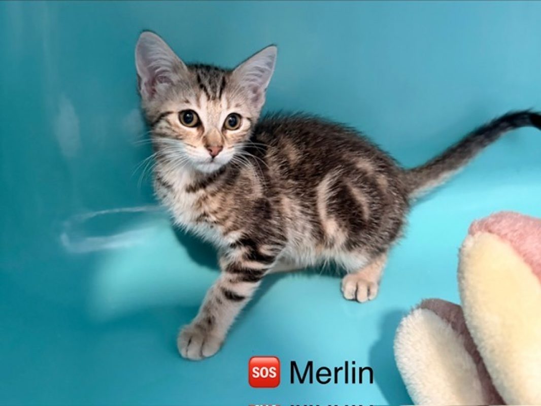 Merlin - Chat Européen à adopter