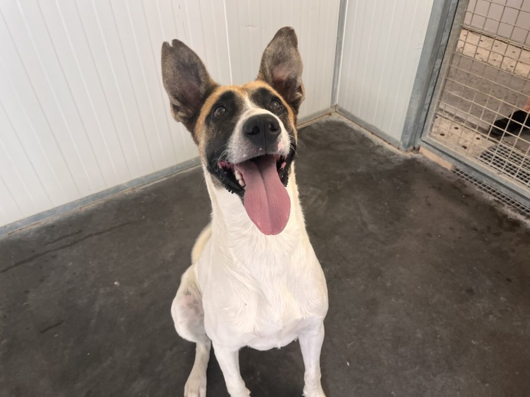 Coquille - Chien à adopter