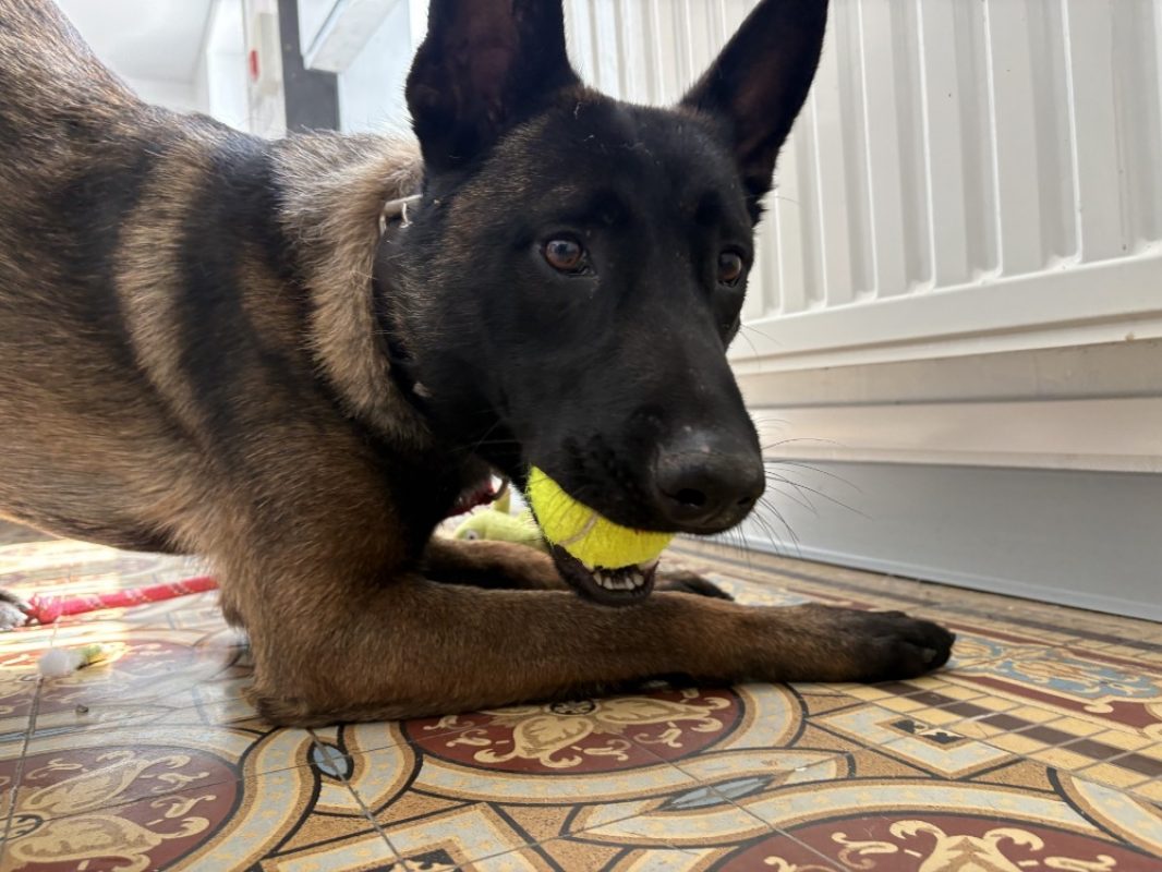 Max - Chien Berger Belge Malinois à adopter