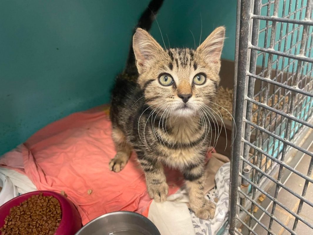 Crumble - Chat Européen à adopter
