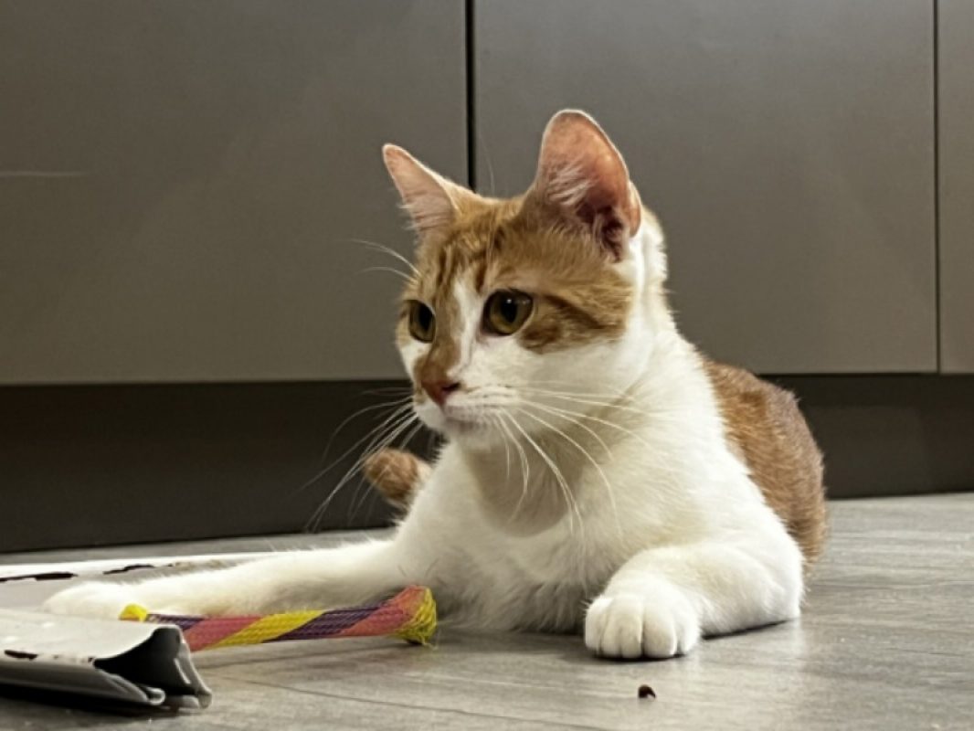 Acanthe - Chat Européen à adopter
