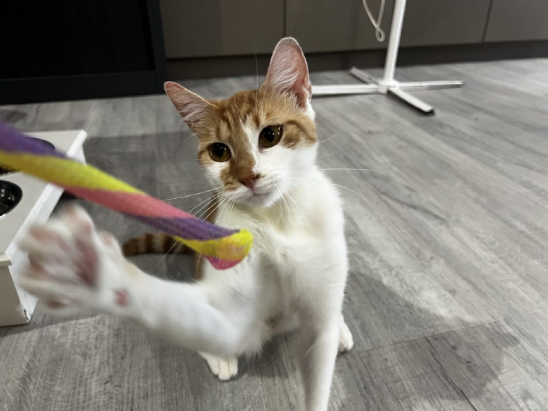 Acanthe - Chat Européen à adopter - photo 2