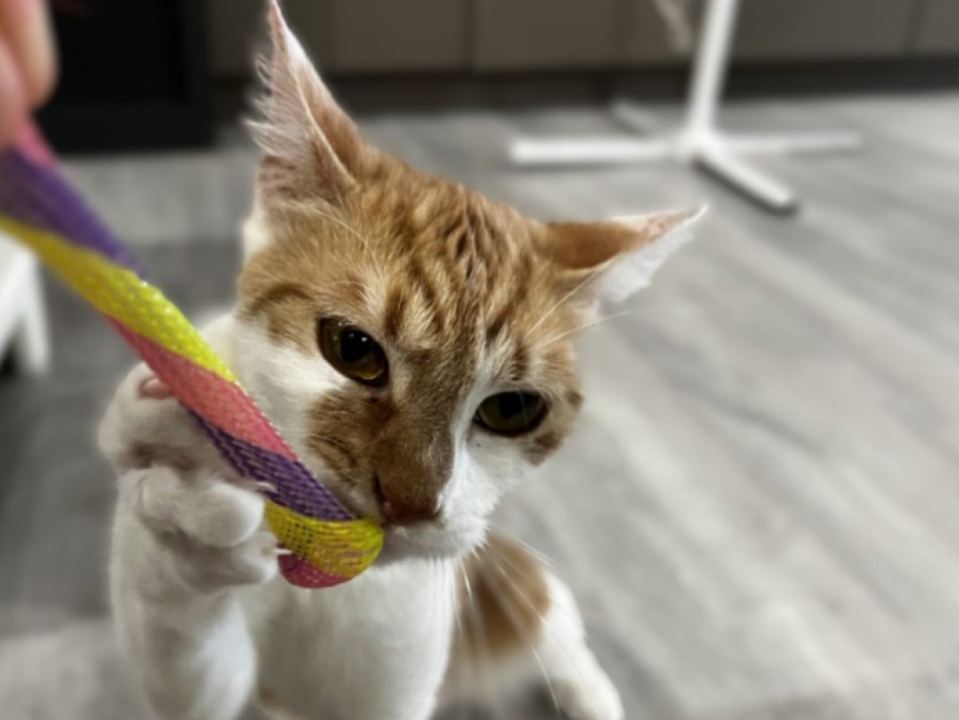 Acanthe - Chat Européen à adopter - photo 3