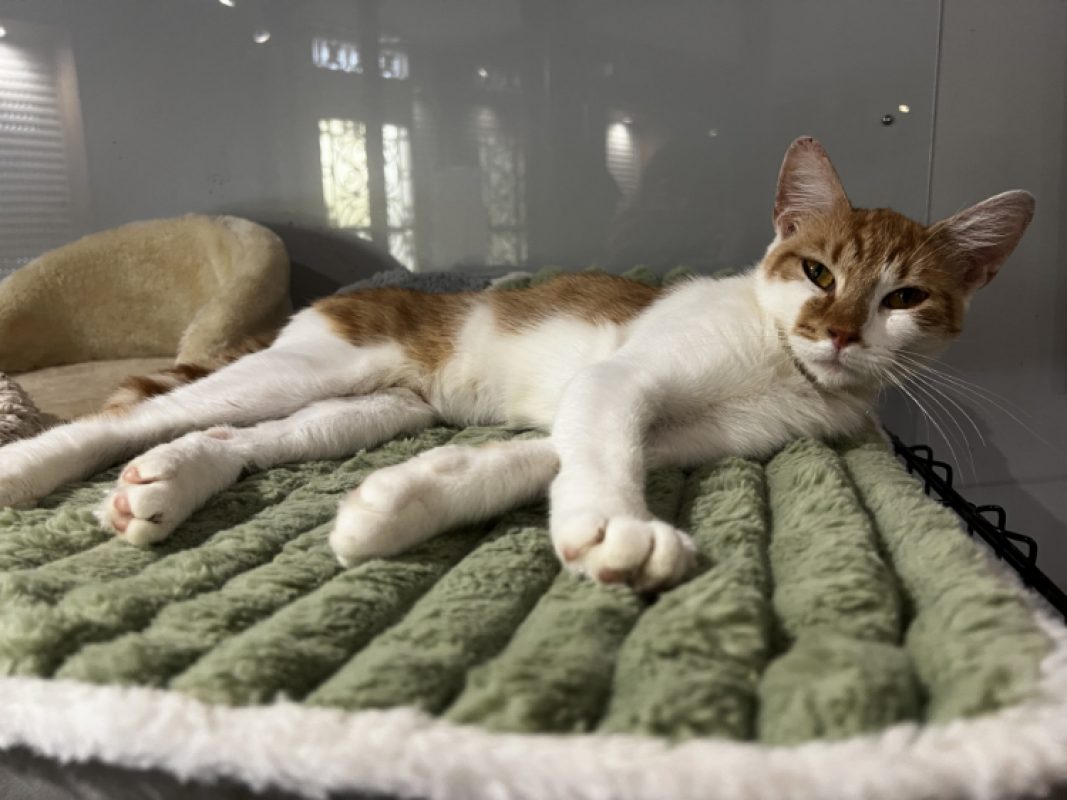 Acanthe - Chat Européen à adopter - photo 4