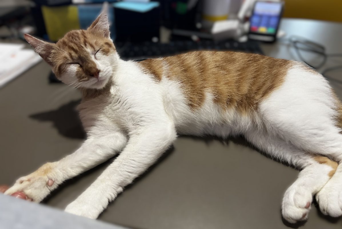 Acanthe - Chat Européen à adopter - photo 5