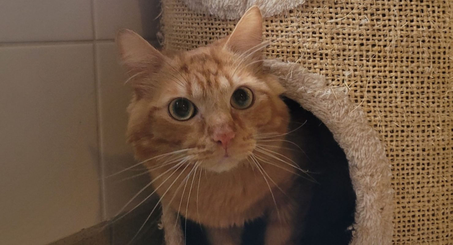 Elwin - Chat Européen à adopter