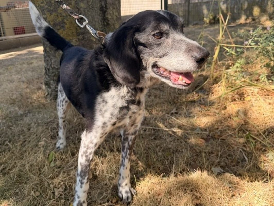 Filou - Chien à adopter