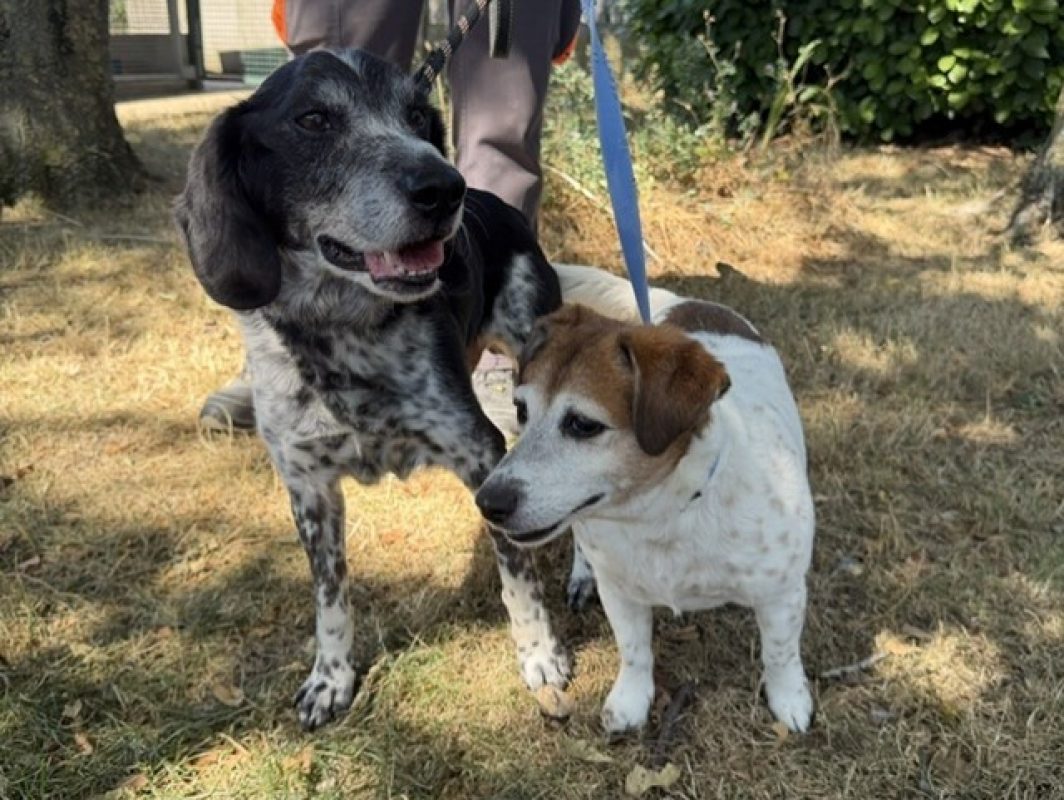 Filou - Chien à adopter - photo 2