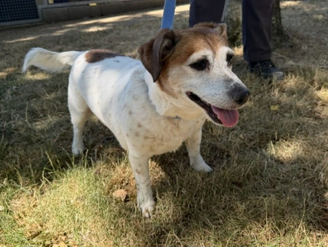 Jeep - Chien à adopter