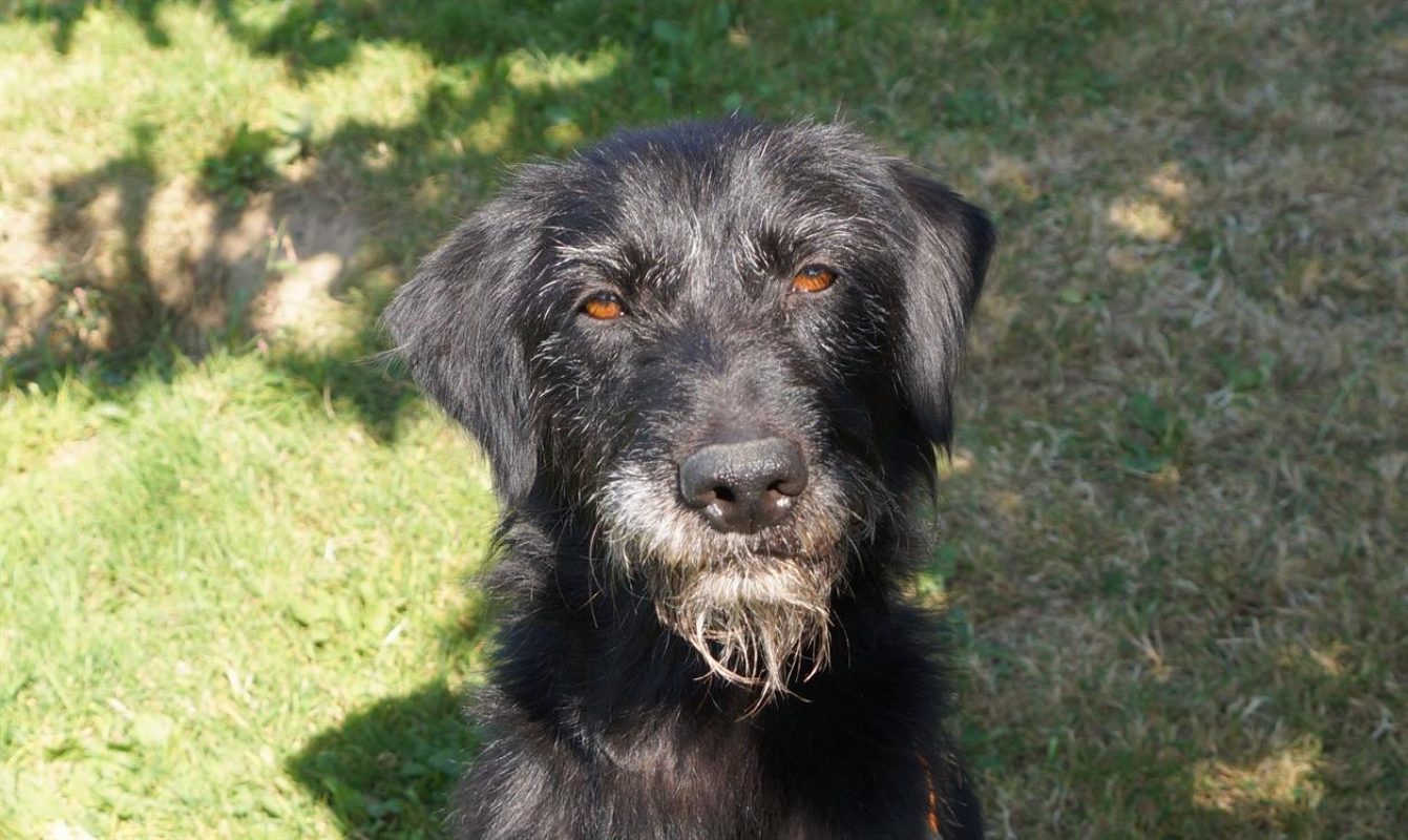 Fido - Chien à adopter