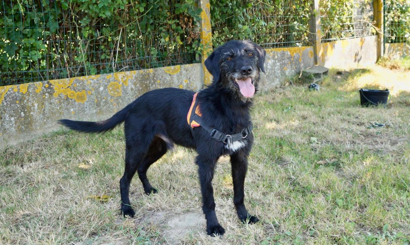 Fido - Chien à adopter - photo 2