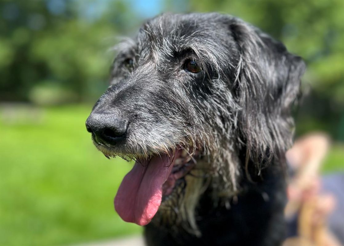 Fido - Chien à adopter - photo 3