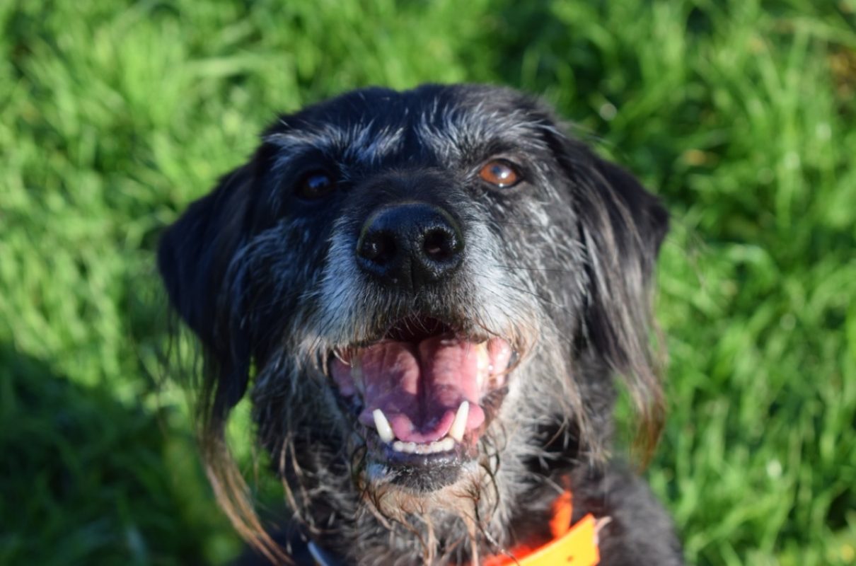Fido - Chien à adopter - photo 4