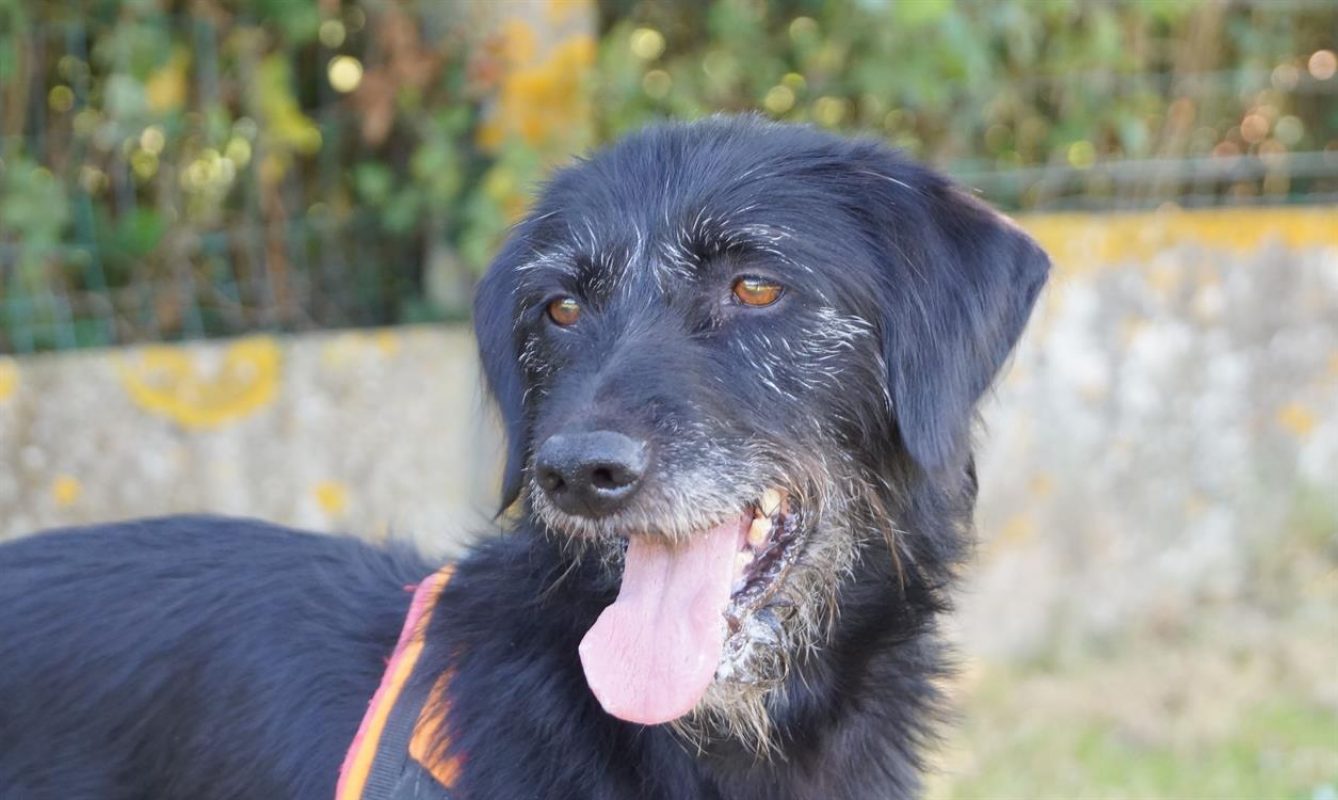 Fido - Chien à adopter - photo 5