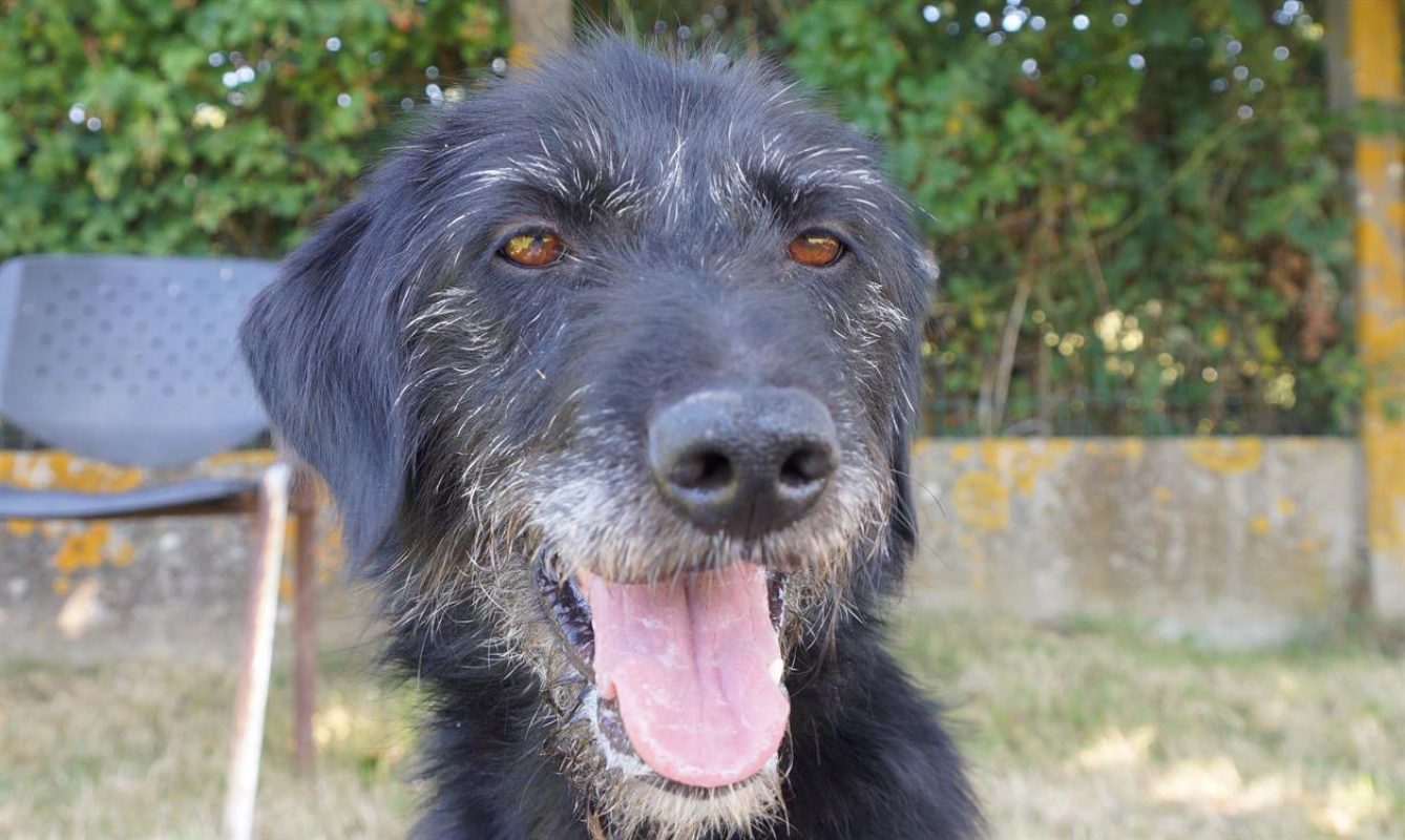 Fido - Chien à adopter - photo 6