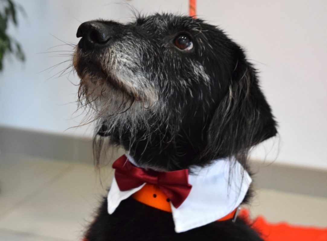 Fido - Chien à adopter - photo 8