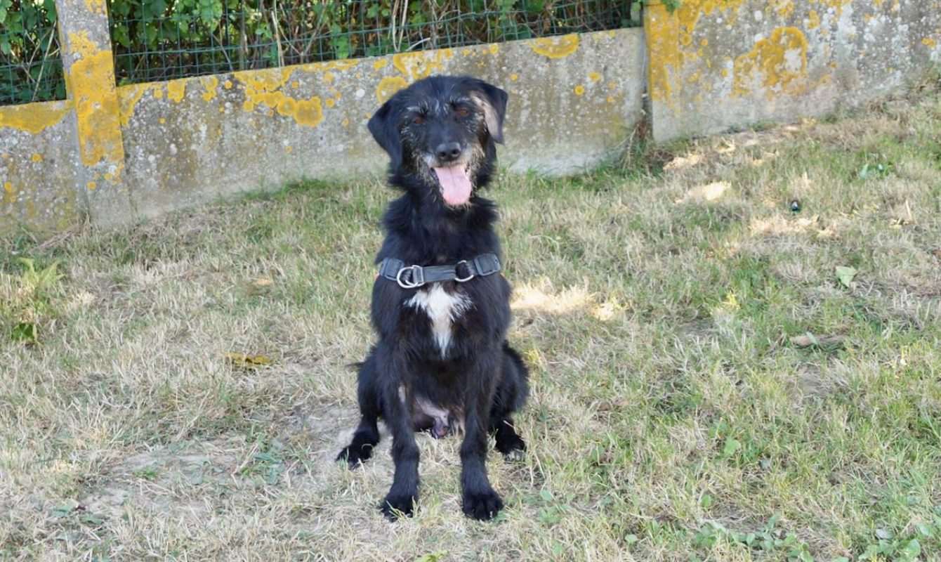 Fido - Chien à adopter - photo 9