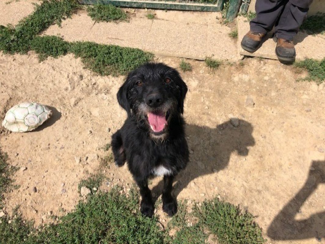 Fido - Chien à adopter - photo 10