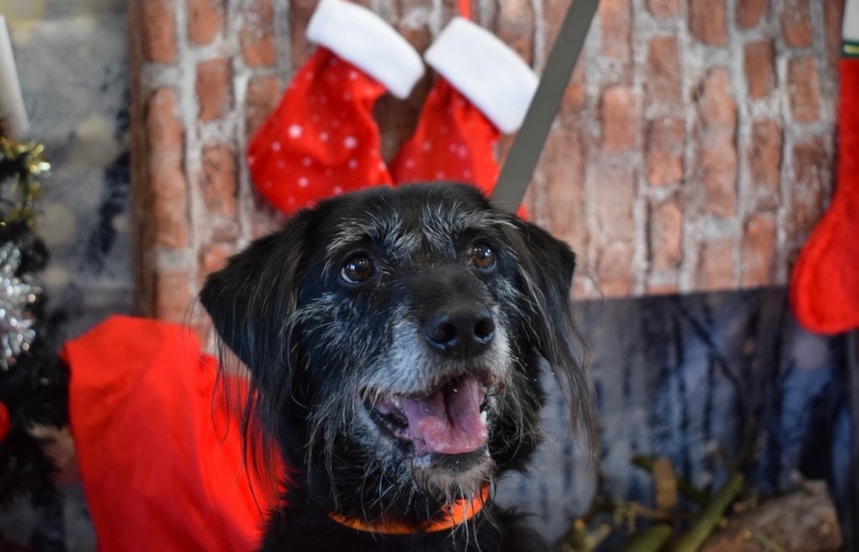 Fido - Chien à adopter - photo 11
