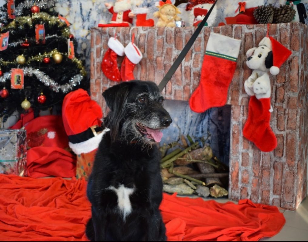 Fido - Chien à adopter - photo 12