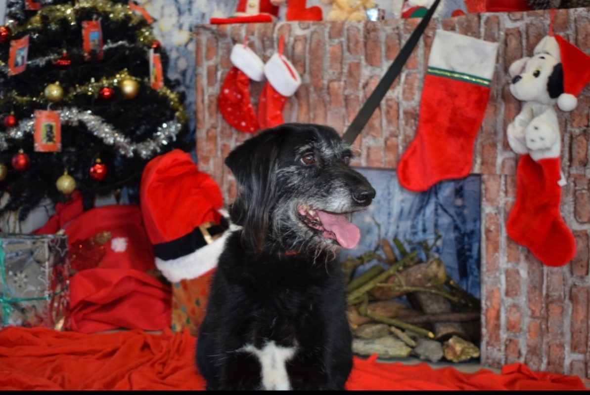 Fido - Chien à adopter - photo 13