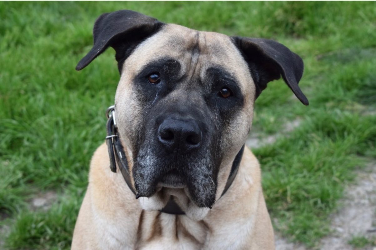 Karlos - Chien Dogo Canario à adopter