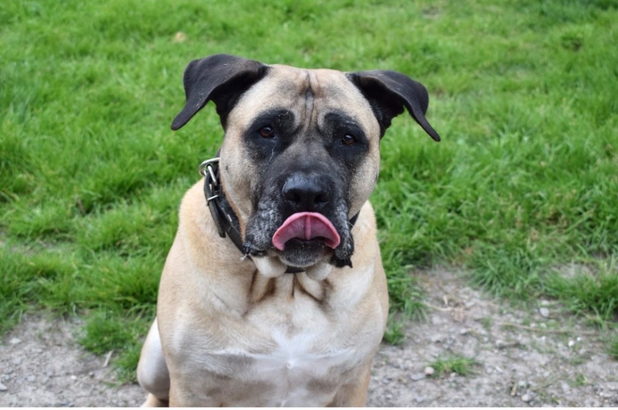 Karlos - Chien Dogo Canario à adopter - photo 2
