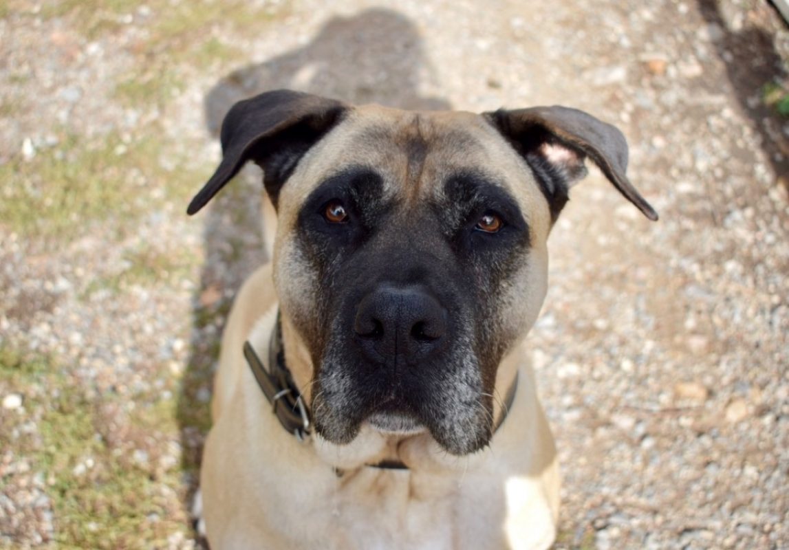 Karlos - Chien Dogo Canario à adopter