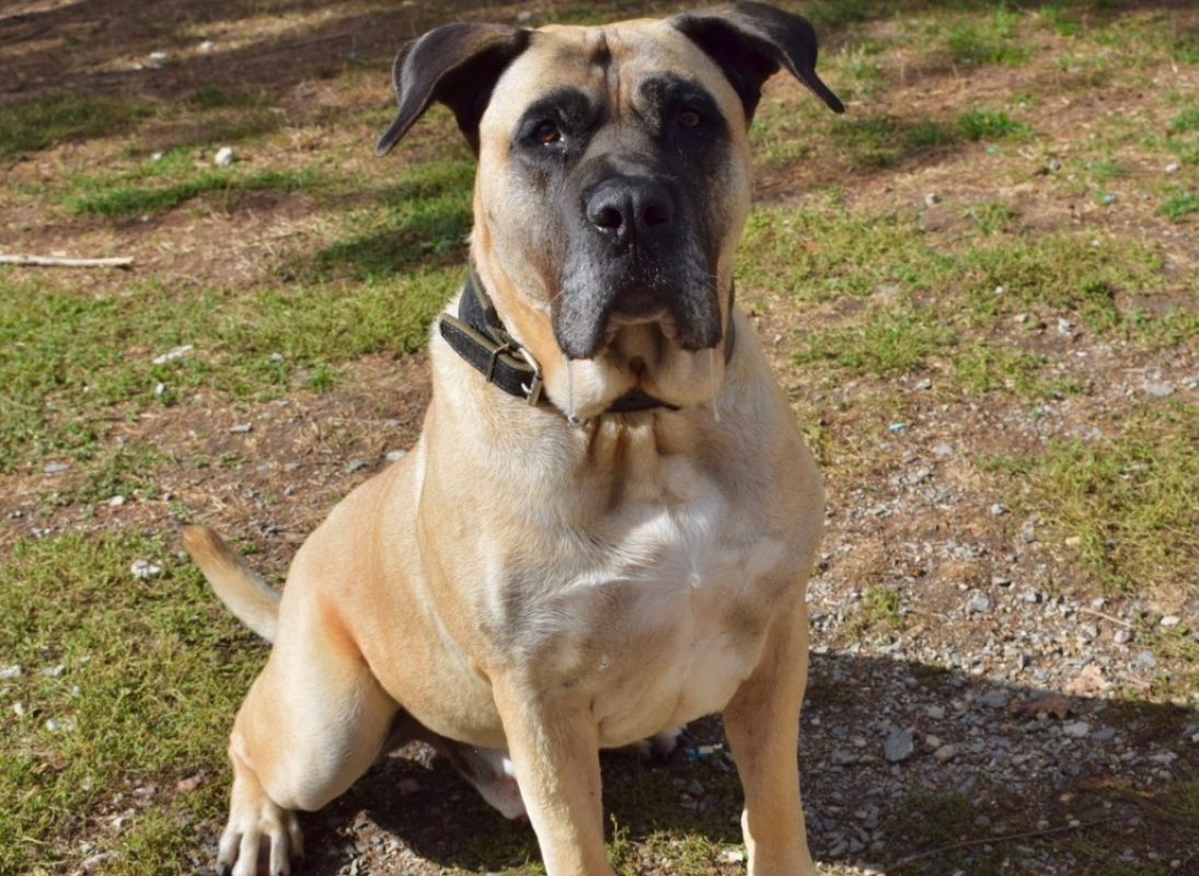 Karlos - Chien Dogo Canario à adopter - photo 4