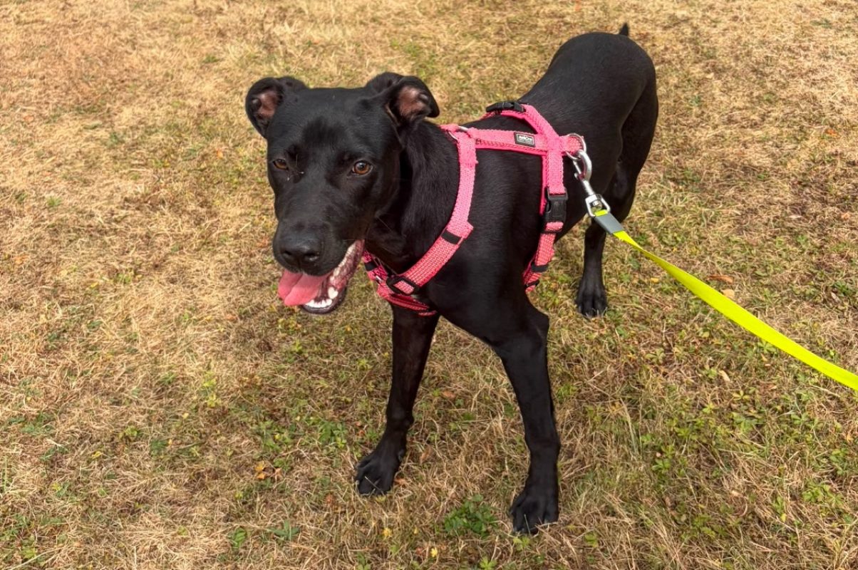 Azoora - Chien à adopter