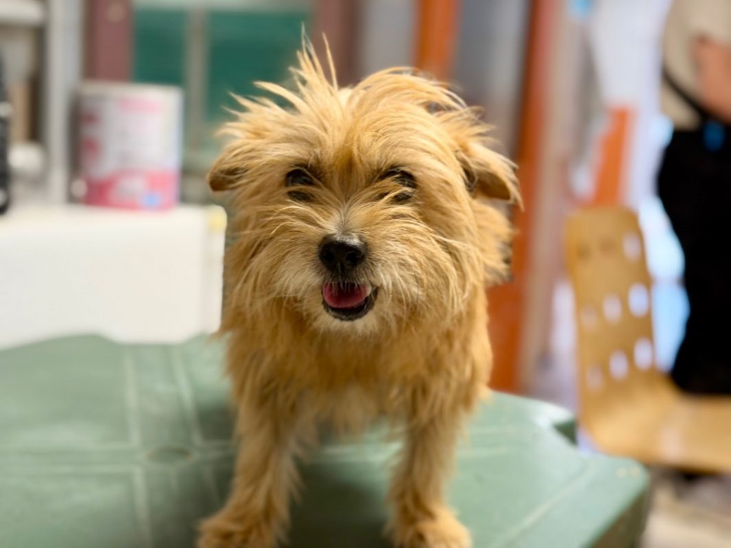 Sophie - Chien à adopter