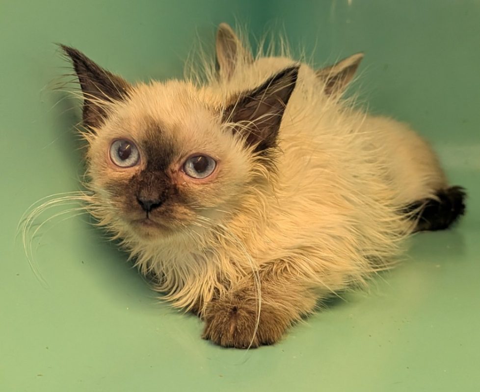 Deva - Chat Européen à adopter