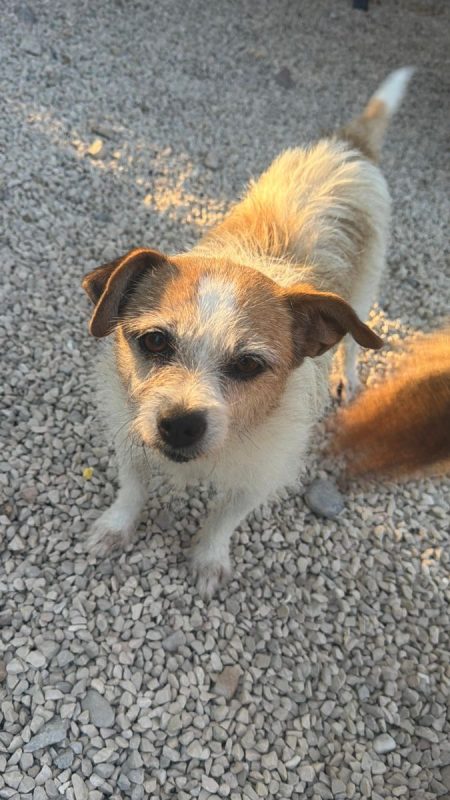 Pitufa - Chien à adopter - photo 11