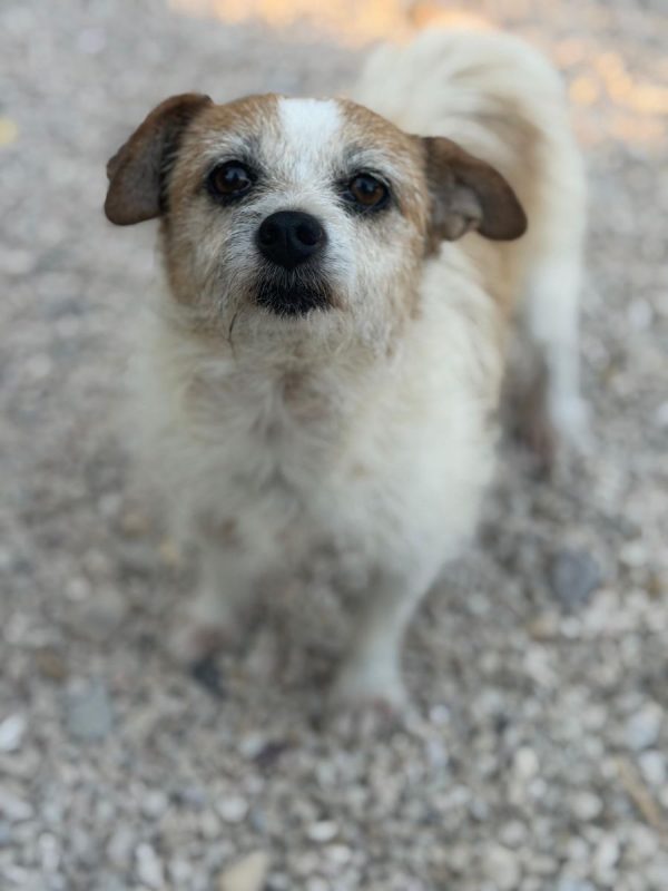 Pitufa - Chien à adopter - photo 12