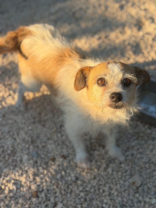 Pitufa - Chien à adopter - photo 6