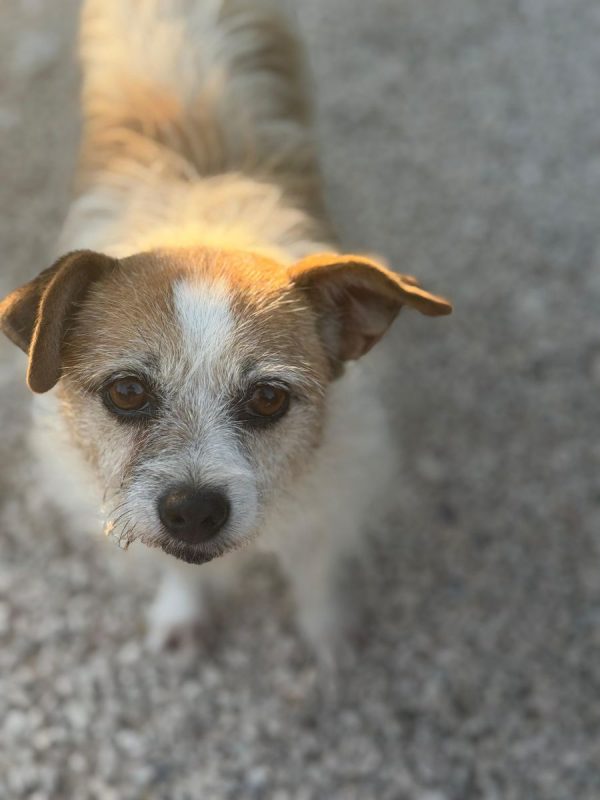Pitufa - Chien à adopter - photo 4