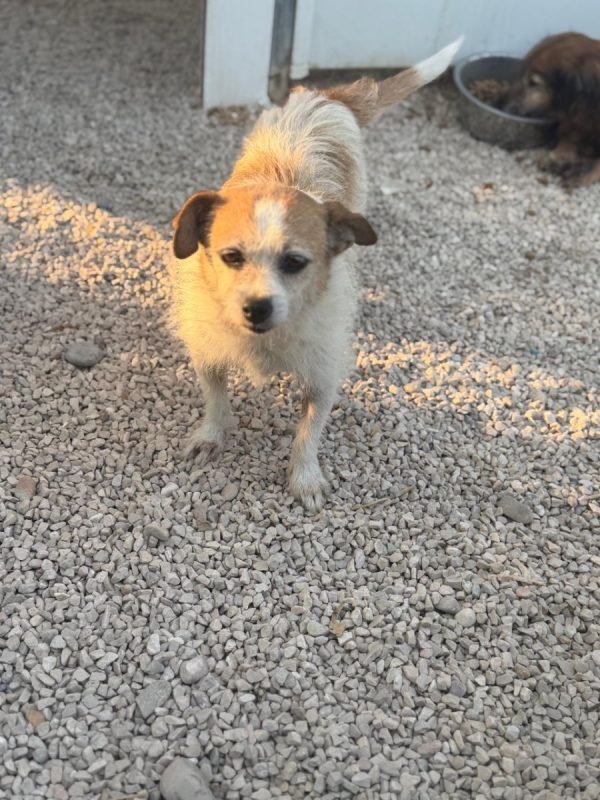 Pitufa - Chien à adopter - photo 9