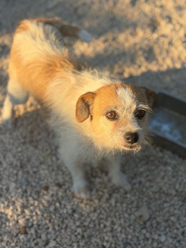 Pitufa - Chien à adopter - photo 3