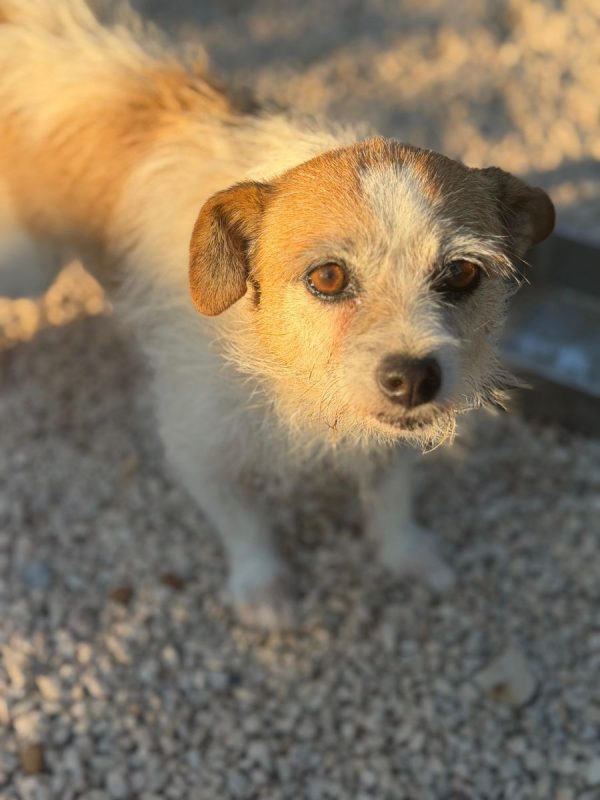 Pitufa - Chien à adopter - photo 2