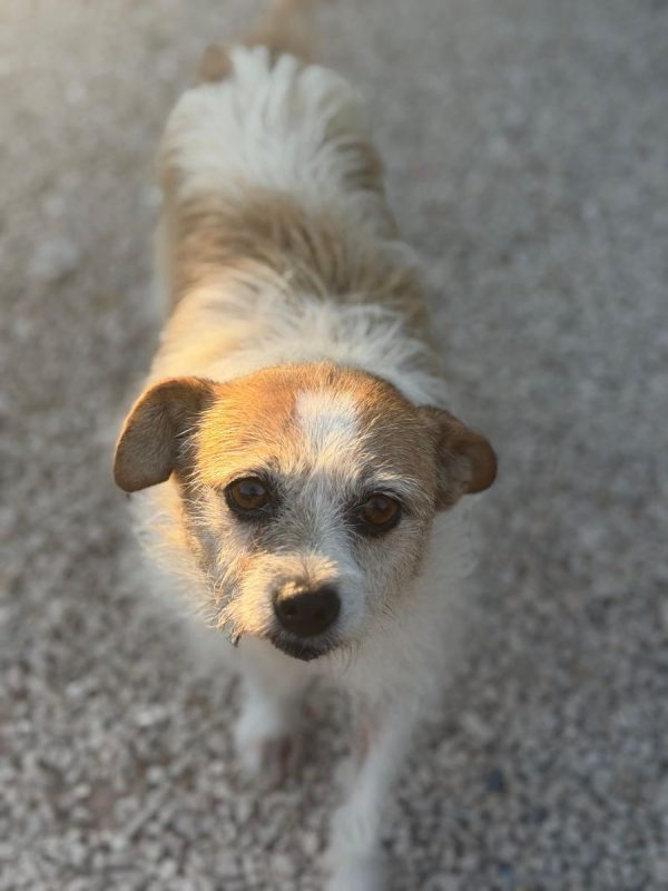 Pitufa - Chien à adopter - photo 10