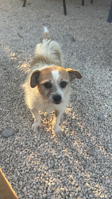 Pitufa - Chien à adopter - photo 7