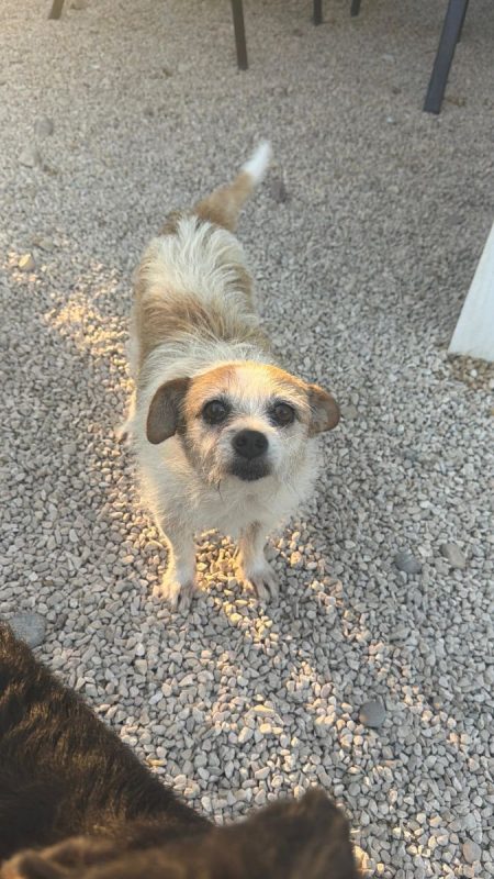 Pitufa - Chien à adopter - photo 5