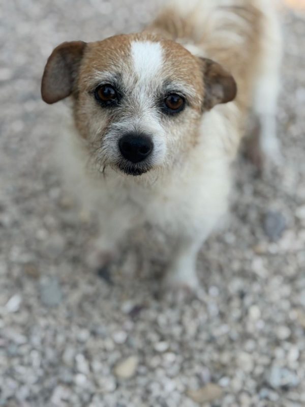 Pitufa - Chien à adopter