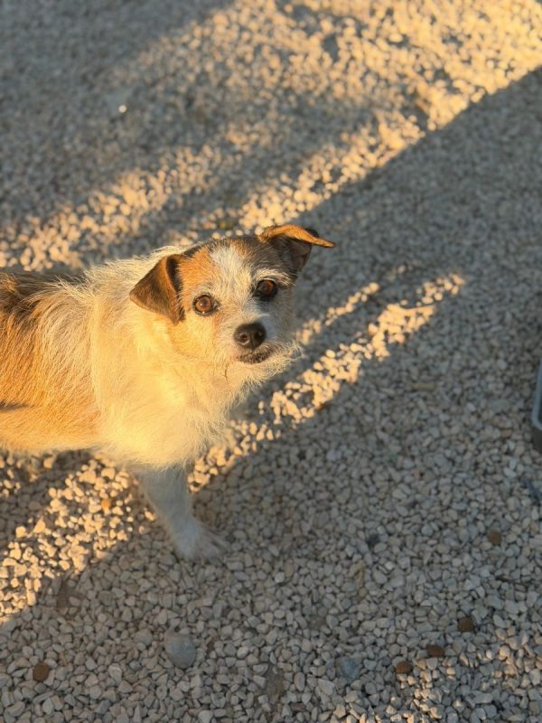 Pitufa - Chien à adopter - photo 8