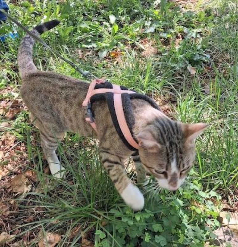 OSCAR - Chat à adopter - photo 4
