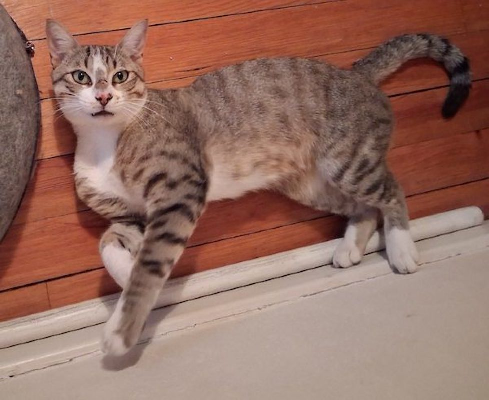 ALDEBERT - Chat à adopter