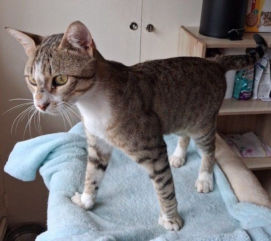 ALDEBERT - Chat à adopter - photo 3