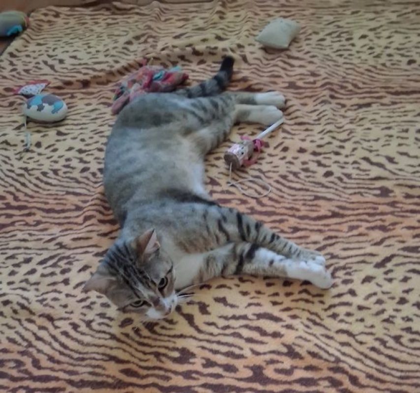 ALDEBERT - Chat à adopter - photo 2