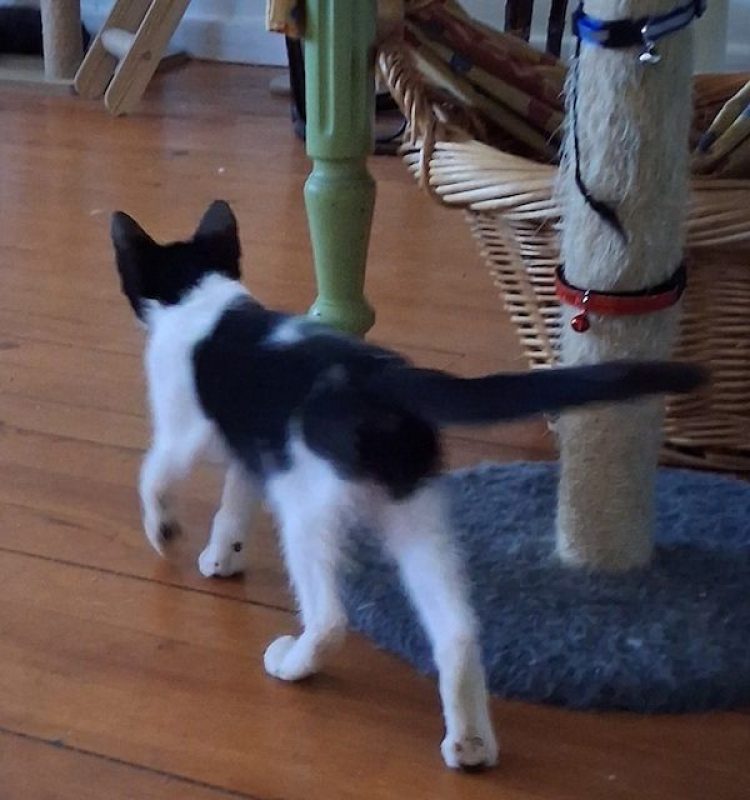 KARELLE - Chat à adopter - photo 3