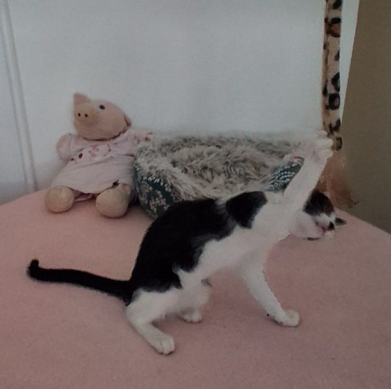 KARELLE - Chat à adopter - photo 5